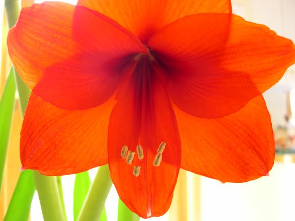 amaryllis.jpg